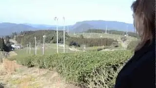 Organic Tea Farming in Kumamoto