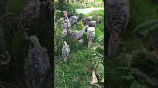 Amazing big family chickens tol eating grass