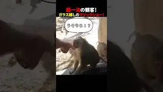 超一流の観客！ガラス越しのマジックショー！#ほっこりショート
