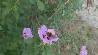 Hot and Crispy! Mid-August Garden Tour