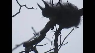 Eichh&ouml;rnchen in Action - wie unglaublich mutig & schnell!