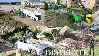 CEDRO DEL LIBANO CENTENARIO CADUTO SU DUE AUTO, SONO DISTRUTTE! RIMOZIONE, SGOMBERO E CIPPATURA