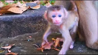 update newborn baby Rina is training to walk slowly while Rose is starting release her a bit once