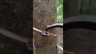 Tree Bark removal process with ancient tools and methods. Oddly satisfying to watch