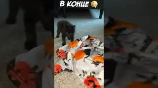 🤣Funny cats and dogs №460🤣 #cat #dog #fun #funnymoments #pets
