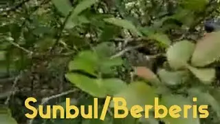 Sumbul/ Berberis lycium/   زر شک in Trail 3