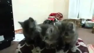 Die katzen tannzen