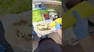 Le meilleur kebab est un kebab gratuit