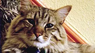 3 Pros and Cons of Having an American Bobtail Cat!🐾