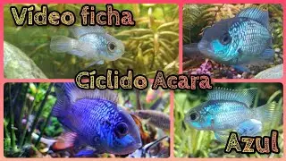 VIDEO FICHA ACARA AZUL ELECTRICO #acuario #tropicalfish #peces #ciclidos