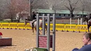 BEST Horse Show - Flat