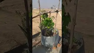 Mini cuts gro bag plants 🪴 like  🌹⚘️🪴☘️