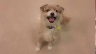 Flossy, a 4 year old Border Terrier mix available for adoption at the Wisconsin Humane Society