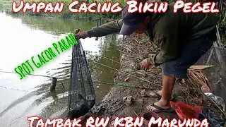 Umpan Cacing Favorit Ikan di sini || tambak RW KBN Marunda #mancing  #mancingmarunda #mancingmujair