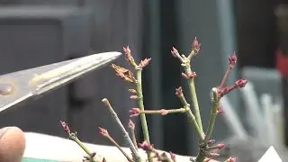 清姫もみじの芽摘み・剪定・バランス