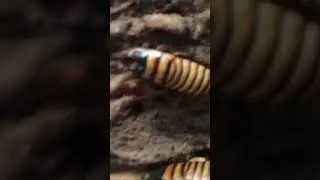 Awesome close up of these Halloween hissers! #reptiles #smallyoutuber #bugs #cockroach #education