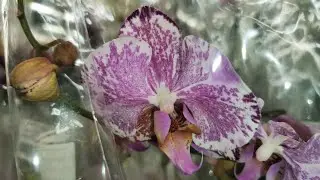 Решилась:phal. ISMAELI из Лемана Про (Леруа Мерлен), Самара, Космопорт, ул.Дыбенко, 30.