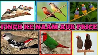 Top 15 Finch ka Naam aur price in India ||  (2021)