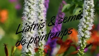 Comment planter du liatris et commencer ses semis