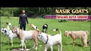 Malwa Kota Sindhi Goat's At Nasir Goat's