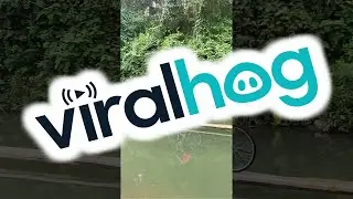 Almost Crossed The Monkey Bridge || ViralHog