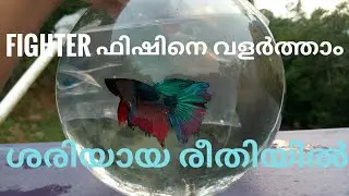 How To Care A Fighter Fish (Betta Fish) Malayalam | How to raise a fighter fish well