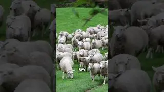 Sheep Made of Q-Tips