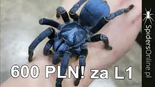 Unboxing NAJDROŻSZYCH ptasznik&oacute;w - spidersonline.pl