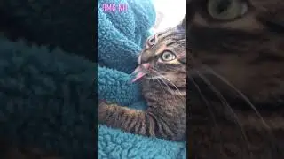 Never let your cat 😸 lick the wool blanket 🤣