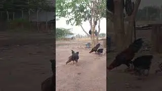 Free-range chicken farming: Rural farming, health and a good market