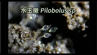 會動的龜--水玉黴 &ldquo;The Moving Tortoise &mdash; Mushrooms&rdquo;