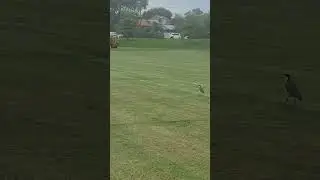 Masked lapwing is very interested in lawnmower