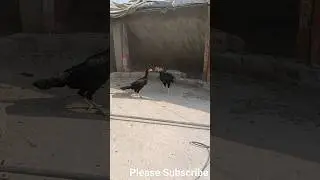 O shamo vs lasani aseel fight #aseel #heeraaseel #shamoaseel #peshawar #chicken #lasaniaseel