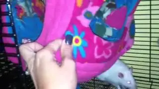 Update on Fuzzbutt Cage Comfort Review