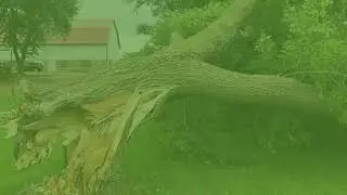 Free Hazardous Tree Safety Inspections in Brisbane Western Suburbs
