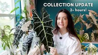 Walking Through My Entire Houseplant Collection 🌿
