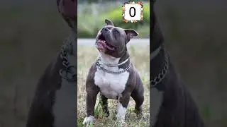 Guess the dog breed part 2 #dog #dogs #dogbreeds #dogbreed #dogquiz