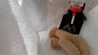 I Was Wrong About The Four Baby Girl Bats.