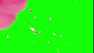 Pink petals falling transition