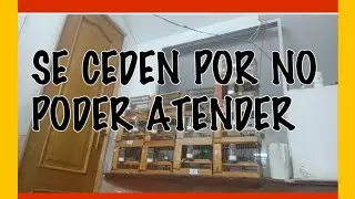 LÍNEA CELEDONIO,SE CEDEN POR NO PODER ATENDER. 678516031 solo WhatsApp 