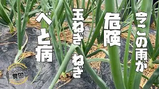 【べと病】は気温と湿度に気をつけろ！【べと病対策】【農家の家庭菜園】【タマネギ】【ねぎ】