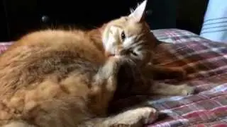 Cats like feet