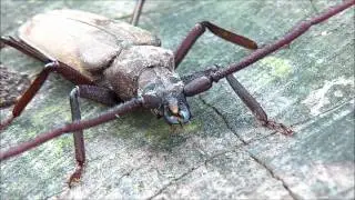 Oryctes.com - Il cerambice Aegosoma scabricorne