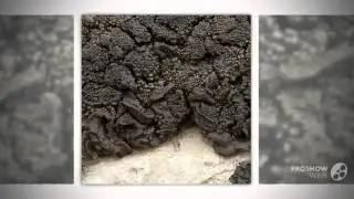 Collema fuscovirens - fungi kingdom