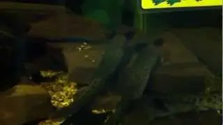Mudpuppies 5