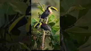 Taucan | Ramphastidae &nbsp;