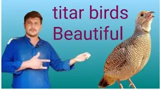 My beautiful titar in my zoo male female birds#foryou #tranding #longvideo #beautiful 
