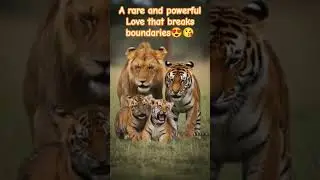 🐾The Wildest Love Story: Lion + Tiger = Adorable Cubs! 🦁❤️🐯 #ViralWildlife #LionTigerFamily