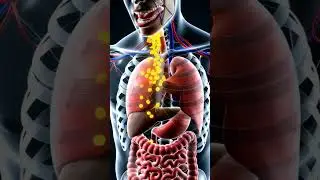 #DigestionProcess #HowYourBodyWorks #HealthEducation FoodScience #3DAnimation #ScienceInMotion