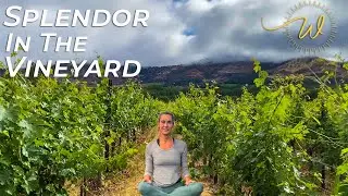 Splendor In The Vineyard